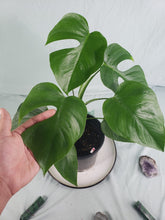 Load image into Gallery viewer, SP Sierrana, exact plant, Monstera Deliciosa Hawaii clone, ships nationwide
