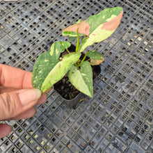 Load image into Gallery viewer, Syngonium Red Spot Tricolor, Exact Plant Variegated Ships Nationwide

