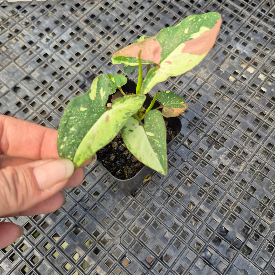 Syngonium Red Spot Tricolor, Exact Plant Variegated Ships Nationwide