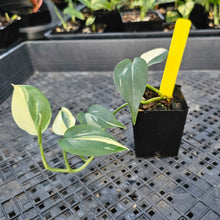 Load image into Gallery viewer, Scindapsus Blue Albo, Exact Plant Variegated Ships Nationwide
