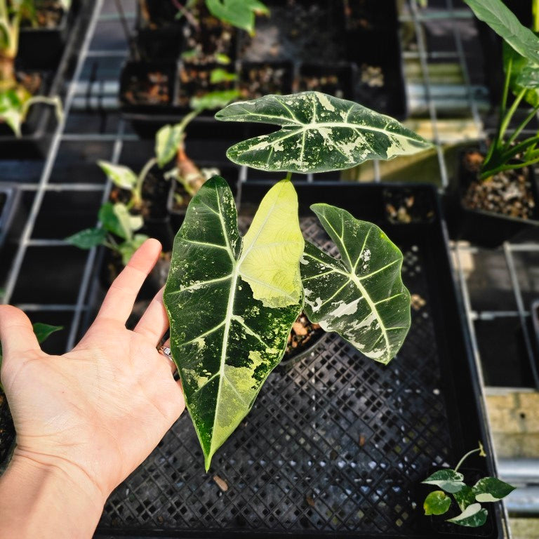 Alocasia Frydek, Exact Plant Variegated