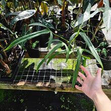 Load image into Gallery viewer, Philodendron Holtonianum, Exact Plant
