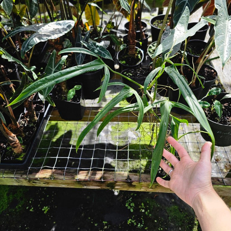 Philodendron Holtonianum, Exact Plant