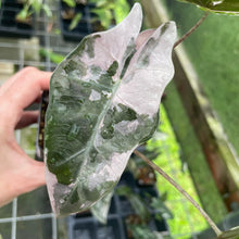 Load image into Gallery viewer, Alocasia Psuedosanderiana pink Variegated 2.5" pot, Fedex 2day*
