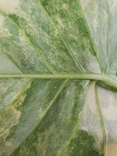 Load image into Gallery viewer, Gageana Aurea, Exact Plant, multi pot, variegated Alocasia

