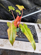 Load image into Gallery viewer, Philodendron Orange Marmalade, Exact Plant Ships Nationwide
