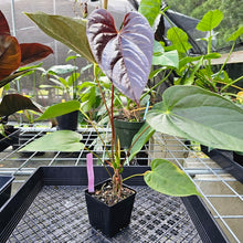 Load image into Gallery viewer, Anthurium Red Beauty, Exact Plant
