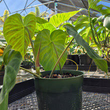 Load image into Gallery viewer, Philodendron Verrucosum Pseudoverrucosum Croat , Exact Plant Ships Nationwide
