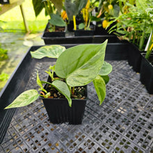 Load image into Gallery viewer, Philodendron Hederaceum, Heart Leaf, Exact Plant Variegated multi pot Ships Nationwide
