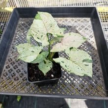 Load image into Gallery viewer, Syngonium Green Splash, Exact Plant Variegated Ships Nationwide
