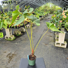 Load image into Gallery viewer, Anthurium Decipiens, Exact Plant Ships Nationwide

