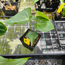 Load image into Gallery viewer, Anthurium Macrolobium, Exact Plant Ships Nationwide
