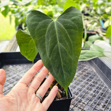 Load image into Gallery viewer, Anthurium Papillilaminum Fort Sherman X ( FS X Ralph Lynam) 4" pot, Fedex 2day*
