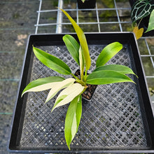 Load image into Gallery viewer, Philodendron Wend Imbe, Exact Plant Variegated 4"
