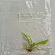 Load image into Gallery viewer, Philodendron Tortum variegated tissue culture 2DayAir
