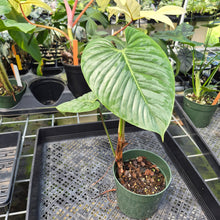 Load image into Gallery viewer, Philodendron Sodiroi True Form exact plant, Fedex 2day*
