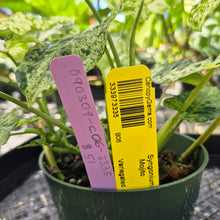Load image into Gallery viewer, Syngonium Mojito, Exact Plant Variegated Ships Nationwide
