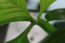 Load image into Gallery viewer, Philodendron Quercifolium, exact plant, ships nationwide
