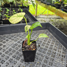 Load image into Gallery viewer, monstera deliciosa mint Exact Plant Variegated Ships Nationwide
