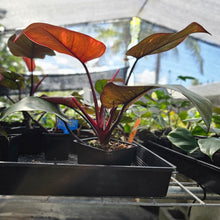Load image into Gallery viewer, Philodendron Orange Princess, Exact Plant Variegated Ships Nationwide
