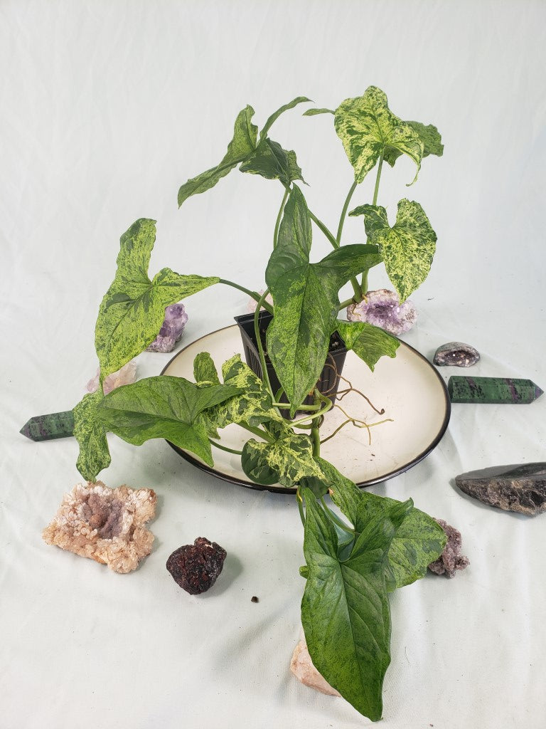 Mojito, Exact Plant, variegated Syngonium Podophyllum