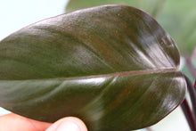 Load image into Gallery viewer, Philodendron Royal Queen, exact plant, ships nationwide
