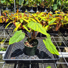 Load image into Gallery viewer, Philodendron Plowmanii 6" pot, Fedex 2day
