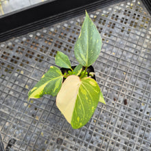 Load image into Gallery viewer, Philodendron Gloriosum, Dark Form, Exact Plant Ships Nationwide
