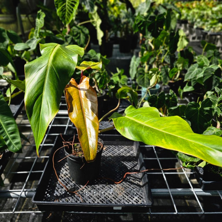 Philodendron Orange Marmalade, Exact Plant Large, 6'' pot Ships Nationwide