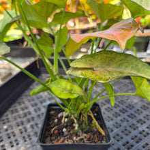 Load image into Gallery viewer, Syngonium Regina Red, Exact Plant Ships Nationwide
