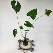 Load image into Gallery viewer, Anthurium Decipiens, Exact Plant Ships Nationwide
