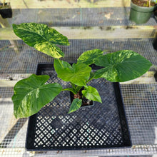 Load image into Gallery viewer, Alocasia Gageana Aurea, Exact Plant Variegated with babies
