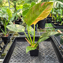 Load image into Gallery viewer, Philodendron Green Congo Nuclear Variegated exact plant, Fedex 2day*
