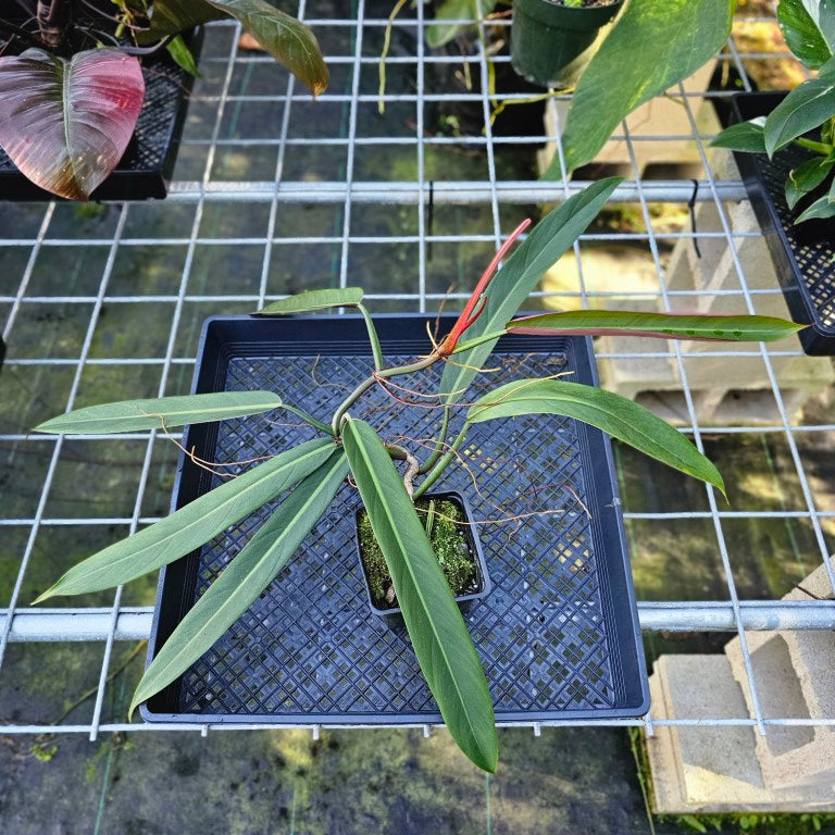 Philodendron Bicolor, Exact Plant