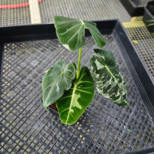 Load image into Gallery viewer, Alocasia Frydek, Exact Plant Variegated 2 top plant Ships Nationwide
