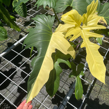 Load image into Gallery viewer, Philodendron Golden Dragon, Exact Plant Variegated
