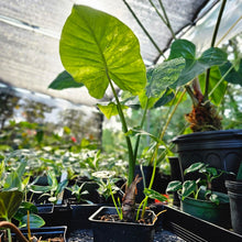 Load image into Gallery viewer, Alocasia Gageana Aurea, Exact Plant Variegated With babies
