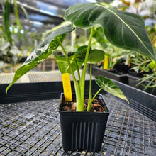 Load image into Gallery viewer, Alocasia Frydek, Exact Plant Variegated 2 top plant Ships Nationwide
