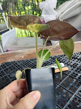 Load image into Gallery viewer, Alocasia wentii aurea, Exact Plant Ships Nationwide
