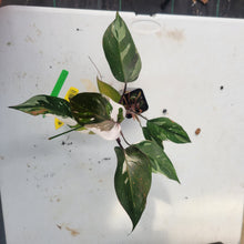 Load image into Gallery viewer, Philodendron Red Anderson, Exact Plant Ships Nationwide
