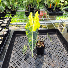 Load image into Gallery viewer, Alocasia Sanderiana Bull Aurea Variegated exact plant, Fedex 2day*
