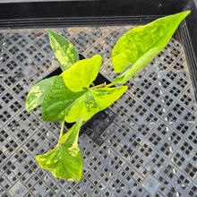 Load image into Gallery viewer, Syngonium Aurea, Exact Plant Variegated Ships Nationwide
