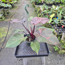 Load image into Gallery viewer, Philodendron Orange Princess Variegated exact plant, Fedex 2day*
