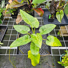 Load image into Gallery viewer, Philodendron Giganteum, Exact Plant Variegated
