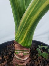 Load image into Gallery viewer, Alocasia Gageana Aurea Variegated 6&quot; pot, ships nationwide
