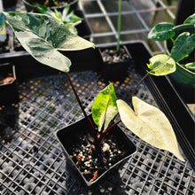 Load image into Gallery viewer, Alocasia Macrorhizza Black Stem, Exact Plant Variegated
