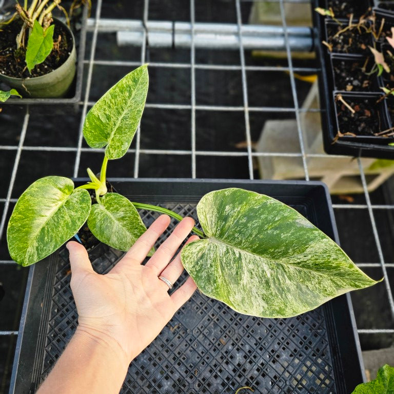 Philodendron Giganteum, Exact Plant Variegated 4