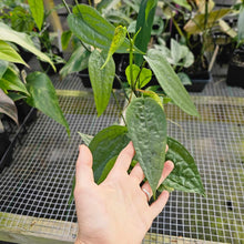 Load image into Gallery viewer, Anthurium Sp. Limon, Exact Plant 5&#39;&#39; pot of 5 Ships Nationwide
