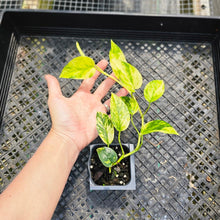 Load image into Gallery viewer, Epipremnum Pinnatum Sunburst, Exact Plant Variegated Ships Nationwide
