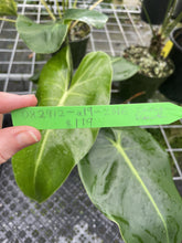 Load image into Gallery viewer, Philodendron Cordatum Kunth exact plant, Fedex 2day*
